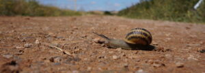 Slow Tourism